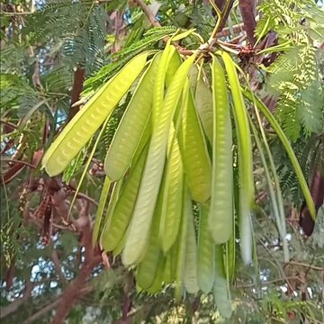 Pods