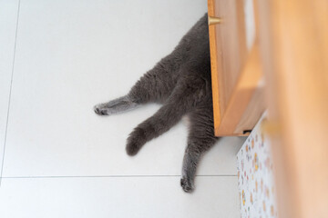 Naklejka na ściany i meble It's too hot in the summer. The British long-haired cat sleeps on the ceramic floor to cool off