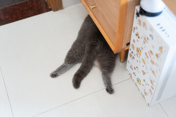 It's too hot in the summer. The British long-haired cat sleeps on the ceramic floor to cool off