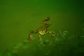 High angle view of green frog the water