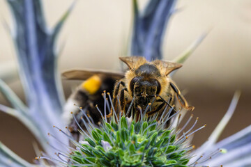 A Detailed CloseUp of a Bee Busy Pollinating a Colorful Flower in Natures Beauty