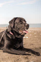 Black Labrador Sitting on the Beach Looking into the Distance
