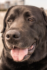 Close-Up Portrait of a Black Labrador with Bright Eyes and a Happy Expression
