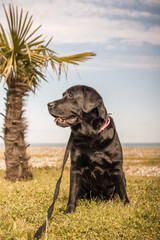 Black Labrador Sitting on the Beach Looking into the Distance
