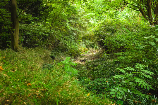 Lush greenery enveloping a serene valley during the golden hour in a tranquil forest setting
