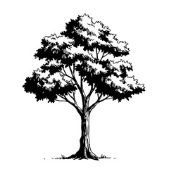 Fototapeta premium Tree's timeless Sketch: A simple yet elegant sketch of a majestic tree, capturing the essence of nature's beauty and resilience with detailed precision.