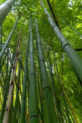 Bamboo grove bathed in gentle sunlight reveals a tranquil atmosphere and lush greenery in an...