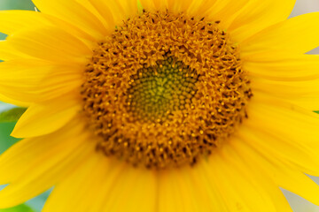 Bright sunflower showcasing intricate details under sunlight in a tranquil garden setting during...