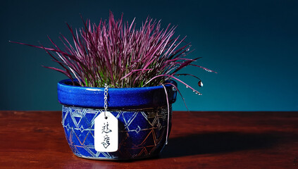 Ornamental Grass with Dew Drops in a Blue Pot on Wooden Table
