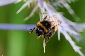 A CloseUp Image of a Flying Bumblebee Showing Its Vibrant and Colorful Features