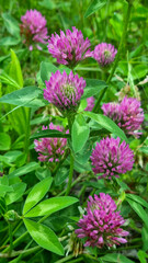 Fototapeta premium Close-up of blooming red clover flowers with green leaves in summer meadow. Botanical macro photography of wildflowers. Herbal plant and nature concept. Front view