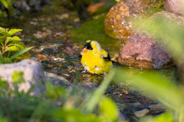 The American goldfinch (Spinus tristis)  bathing in a stream