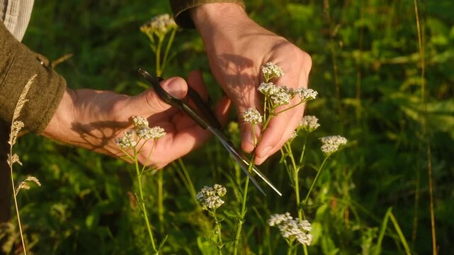 Close up of a farmer hands skillfully cutting yarrow flowers with scissors, collecting the blossoms for medicinal or culinary use in sunlit field. Farmer harvesting yarrow flowers in a field