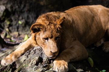 A majestic wild lion, lioness, and their young cubs gaze intently, portraying a powerful family in...