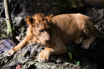Young lion cub resting in the wild grassland