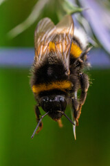 A CloseUp Image of a Flying Bumblebee Showing Its Vibrant and Colorful Features