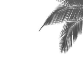 Realistic shadow overlay effect. Natural palm leaf shadows isolated on transparent background. Tropical coconut branch shade, foliage silhouette decoration. Design element for summer spring projects