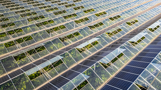 Sustainable greenhouse with rooftop solar panels bathed in morning sunlight for eco-friendly vegetable farming and renewable energy generation in a dual-use agricultural system.