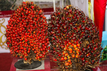Ripe red palm oil fruit is ready to be produced into oil
