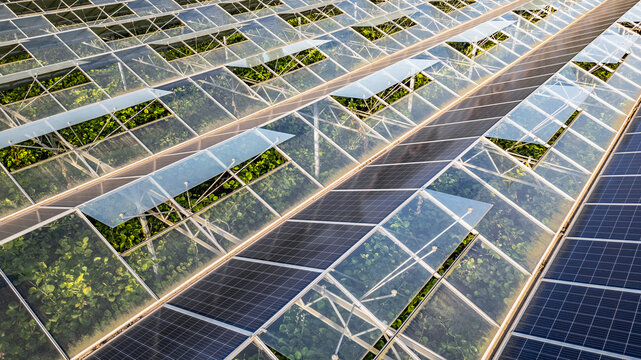 Sustainable greenhouse with rooftop solar panels bathed in morning sunlight for eco-friendly vegetable farming and renewable energy generation in a dual-use agricultural system. - Powered by Adobe