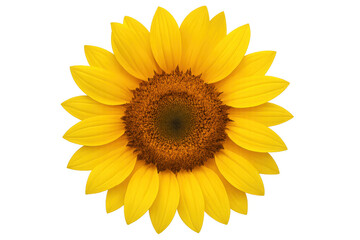 Vibrant yellow sunflower head isolated on a transparent background, showcasing its perfect symmetry and beauty