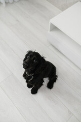 Black English Cocker Spaniel puppy sitting on light floor indoors.