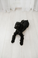 Black English Cocker Spaniel puppy lying on light wooden floor indoors.