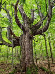 A massive, weathered tree stands tall in the woods, surrounded by younger trees with vibrant green leaves. Its numerous large branches stretch skyward, disappearing into the forest canopy.
