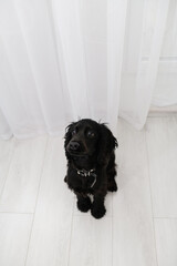 Black English Cocker Spaniel puppy sitting on light floor indoors.