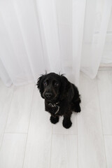 Black English Cocker Spaniel puppy sitting on light floor indoors.