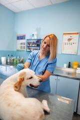 Caring veterinarian attends to a dog in a bright clinic