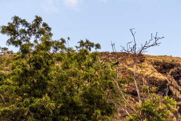 Turdus merula pertenece a la familia Turdidae.