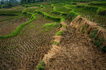 Lush Green Rice Terraces in a Rural Landscaped Valley