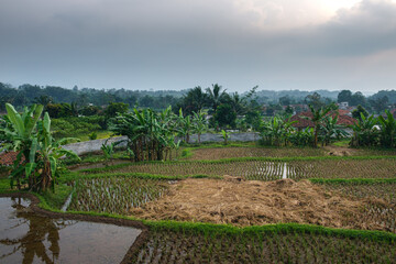 Scenic View of Rural Rice Fields and Lush Banana Trees at Sunrise