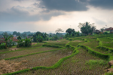 Serene Landscape of Lush Green Rice Terraces Under an Overcast Sky