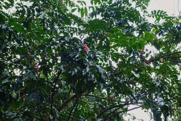 Lush Green Coffee Tree Adorned with Ripe Coffee Cherries in Nature