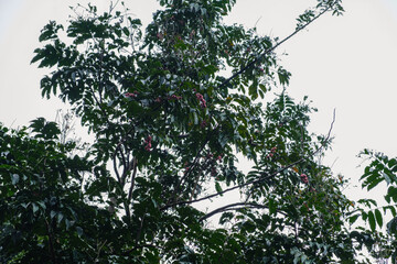 Lush Green Coffee Tree Adorned with Ripe Coffee Cherries in Nature
