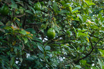 Green Avocados Hanging on a Lush Tree Branch in a Garden