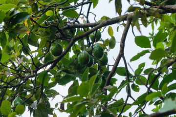 Lush Green Avocado Tree Branches With Hanging Fruits in Daylight