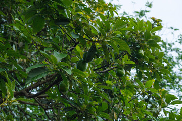 Lush Green Avocado Tree Branches With Hanging Fruits in Daylight