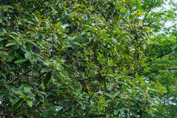 Lush Green Avocado Tree Branches With Hanging Fruits in Daylight