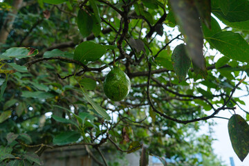 Green Avocados Hanging on a Lush Tree Branch in a Garden
