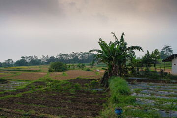Scenic View of Rural Farmland With Banana Trees and Overcast Sky