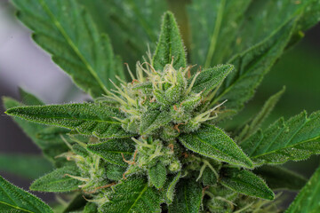 Detailed CloseUp of a Cannabis Flowering Plant Captured Under Natural Light Conditions