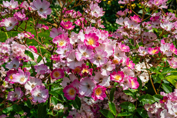 Background Close-up Pink Flowers