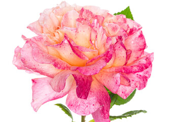 Single pink rose on white background