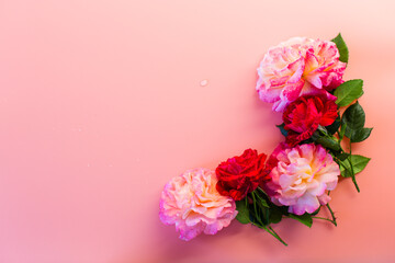 Stylish pink roses in a minimalist design