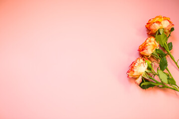 Macro photography of bright rose in studio isolation