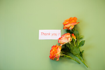 Bright rosebud with delicate petals on pastel green background