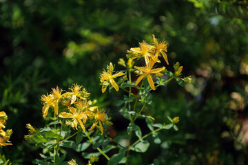 Blossom of bright perforate or common St. John's wort in summer. Yellow flower. Hypericum perforatum from the family Hypericaceae. Herbal medicine. Medical plant for health and immunity.